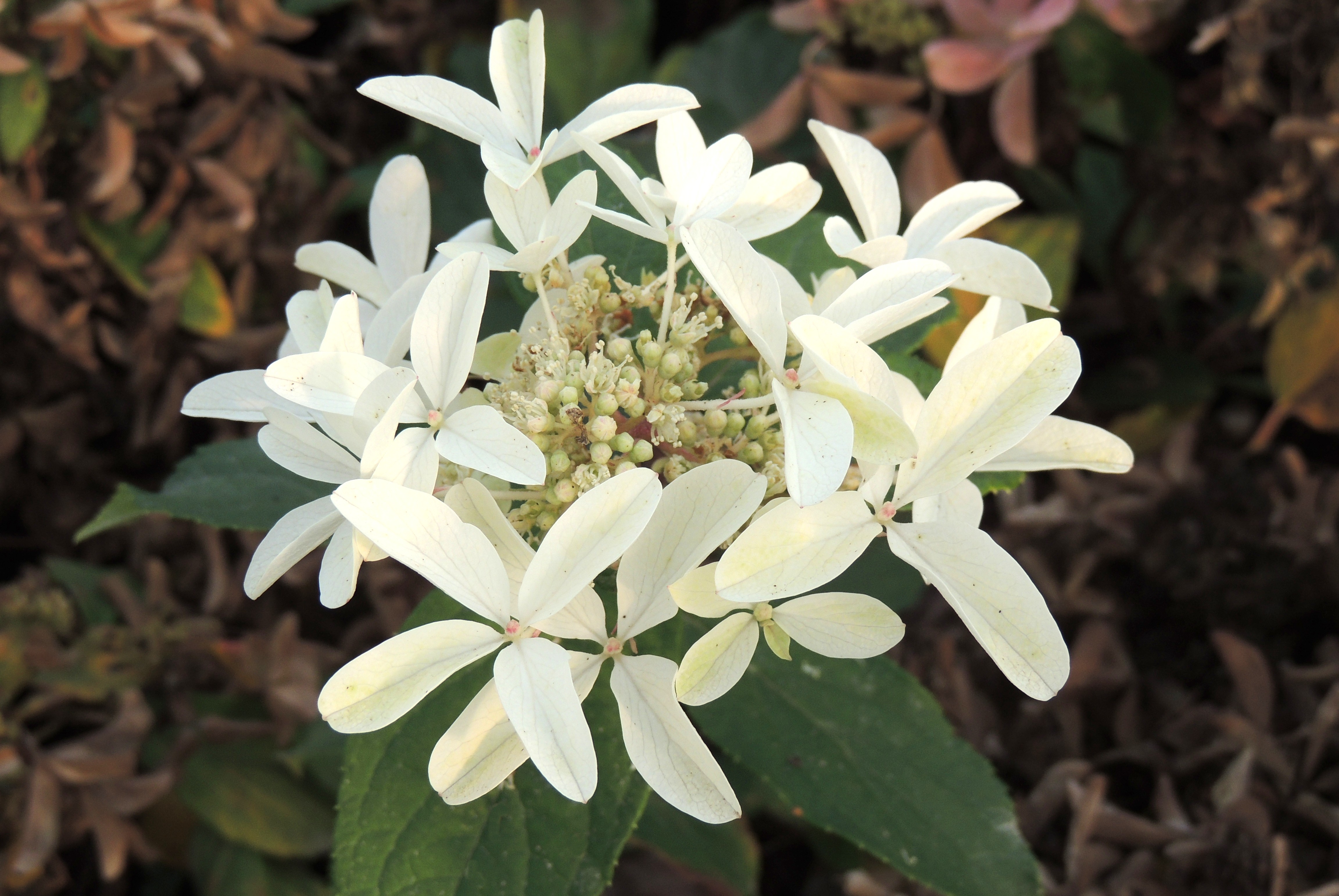 Hydrangea paniculata Star Rose 'Rensar' Image