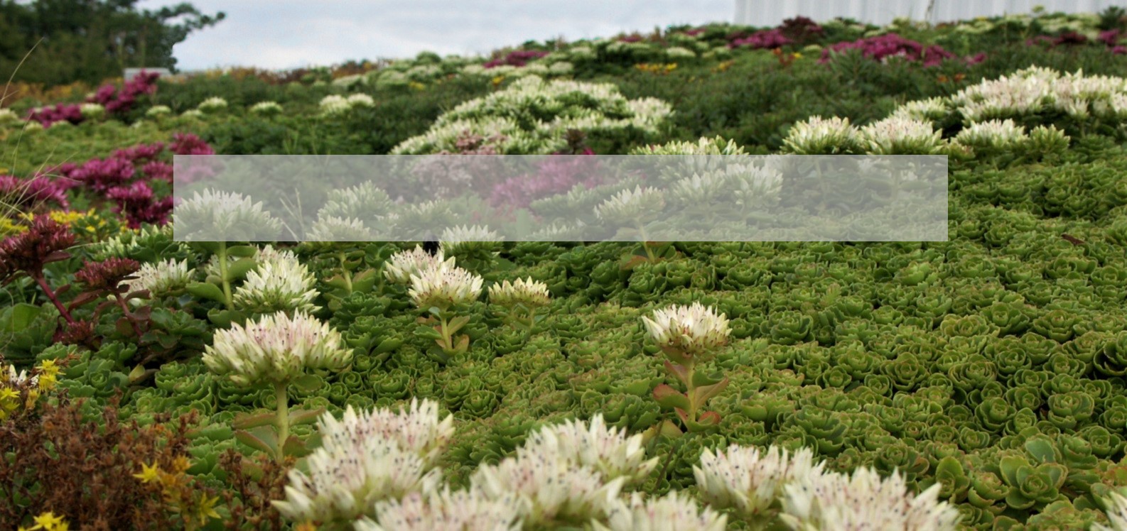 Urban Vegetation